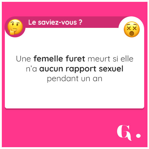 femelle furet meurt sans sexe